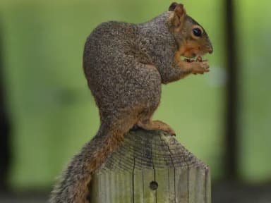 wildlife in Airport Park