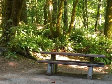 Picture of picnic table, fire ring and BBQ grill.