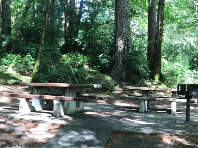 Picture of picnic table, fire ring and BBQ grill.