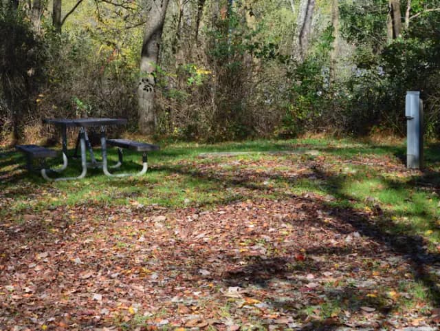 Loop 1 · Site 021 at Bush Recreation Area