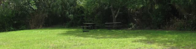 Shady Trees