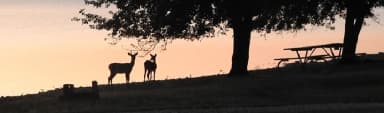 Deer along shore in Arrow Rock Campground