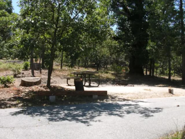 Lupine
