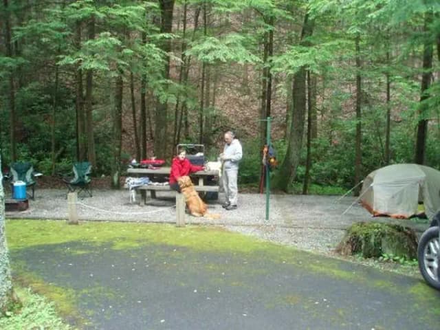 Level site with woods