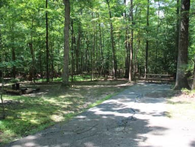 Greenbelt Park campground Site 31