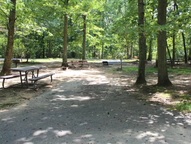 Greenbelt Park campground Site 41
