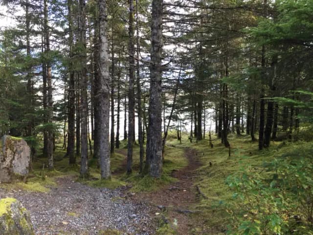 Site 021 at Mendenhall Campground