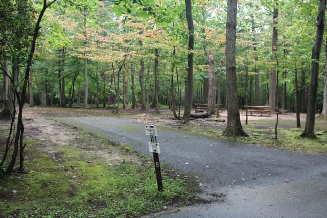 Greenbelt Park Campground Site 009