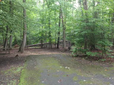 Greenbelt Park, Maryland Campground  Site 20
