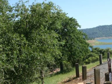 Manzanita Sites 70-93 · Site 090 at Tuttletown Recreation Area