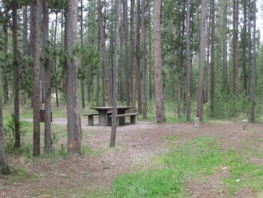 Site A10, surrounded by pine trees, picnic table & fire ring