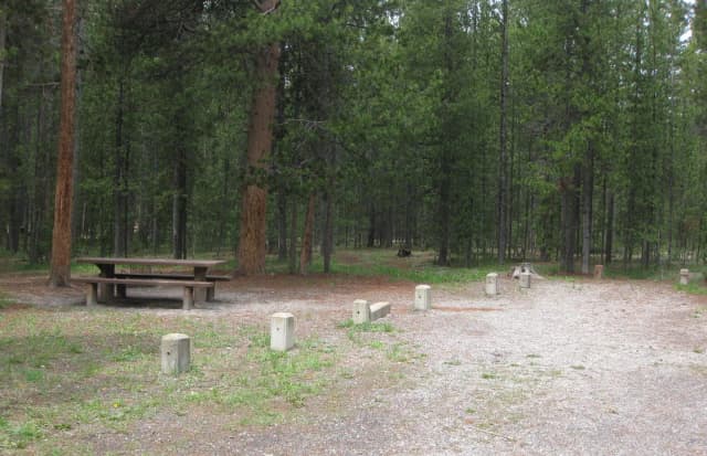 Site A1, surrounded by pine trees, picnic table & fire ring