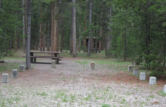 Site A14, surrounded by pine trees, picnic table & fire ring