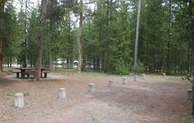 Site A19, surrounded by pine trees, picnic table & fire ring