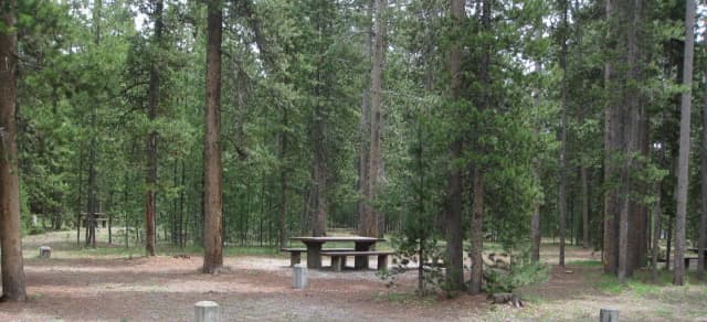 Site A2, surrounded by pine trees, picnic table & fire ring