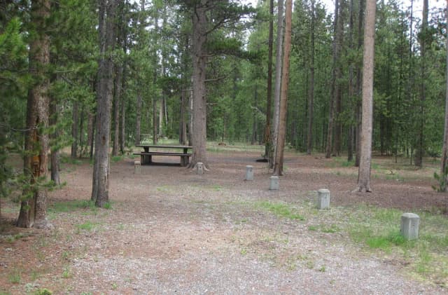 Site A4, surrounded by pine trees, picnic table & fire ring