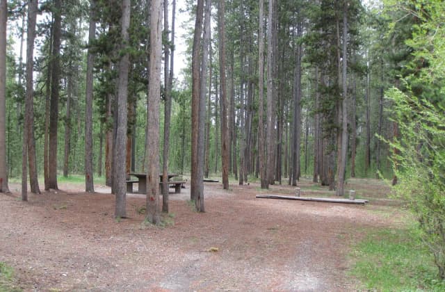 Site A7, surrounded by pine trees, picnic table & fire ring
