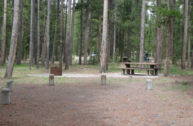 Site A8, campsite surrounded by pine trees, picnic table & fire ring