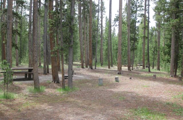 Site A9, surrounded by pine trees, picnic table & fire ring
