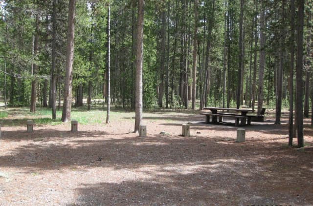 Site B10, surrounded by pine trees, picnic table & fire ring