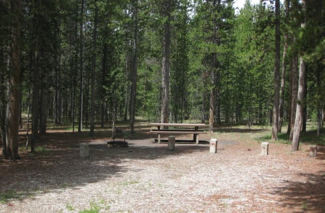 Site B11, surrounded by pine trees, picnic table & fire ring