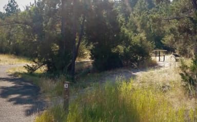 Site 038 at Court Sheriff Campground