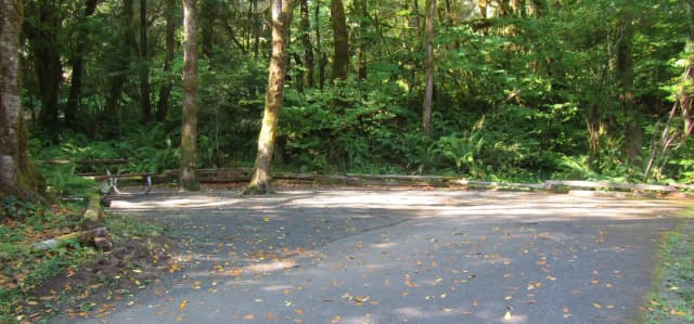46' parking spur, 2 small trees in the center of camping area
