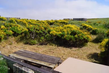 Wood picnic table and five-foot windbreak surrounded by yellow flowering plant.
