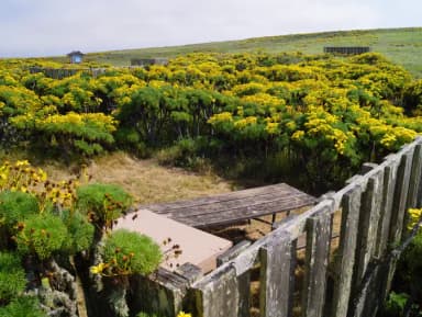 Wood picnic table and five-foot windbreak surrounded by yellow flowering plant.