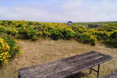 Wood picnic table and five-foot windbreak surrounded by yellow flowering plant