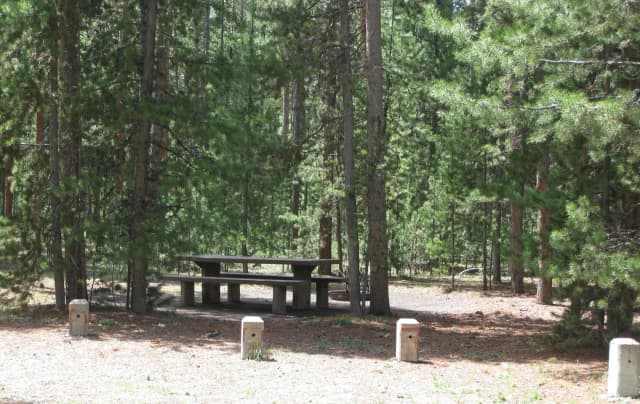 Site B15, surrounded by pine trees, picnic table & fire ring