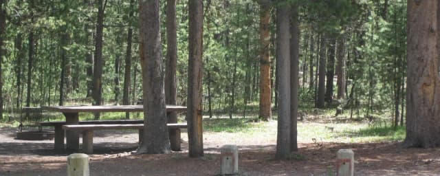 Site B16, surrounded by pine trees, picnic table & fire ring