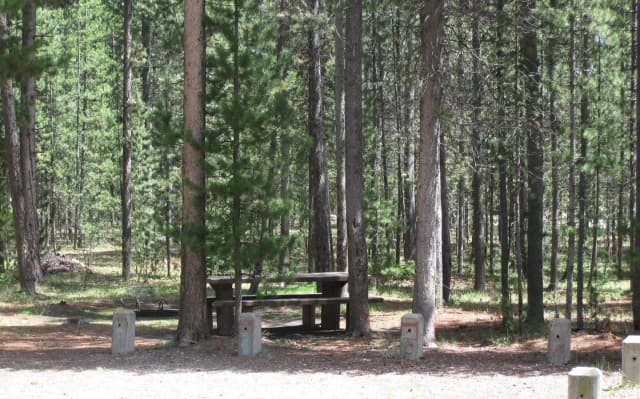 Site B17, surrounded by pine trees, picnic table & fire ring