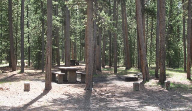 Site B19, surrounded by pine trees, picnic table & fire ring