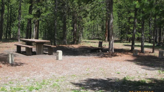Site B20, surrounded by pine trees, picnic table & fire ring
