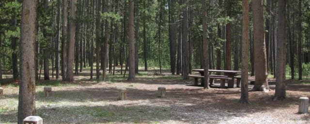 Site B4, surrounded by pine trees, picnic table & fire ring