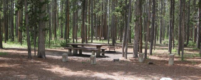 Site B5, surrounded by pine trees, picnic table & fire ring