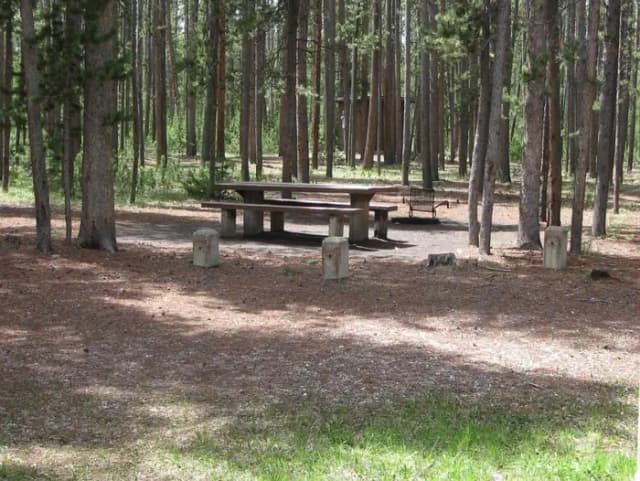 Site B6, surrounded by pine trees, picnic table & fire ring