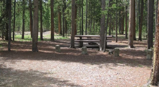 Site B8, surrounded by pine trees, picnic table & fire ring