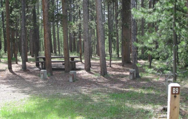 Site B9, surrounded by pine trees, picnic table & fire ring