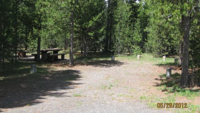 Site C1, surrounded by pine trees, picnic table & fire ring