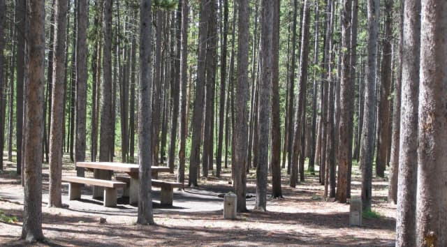 Site C10, surrounded by pine trees, picnic table & fire ring
