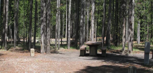 Site C11, surrounded by pine trees, picnic table & fire ring
