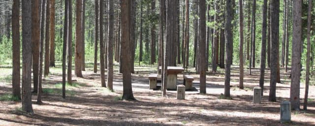 Site C12, surrounded by pine trees, picnic table & fire ring