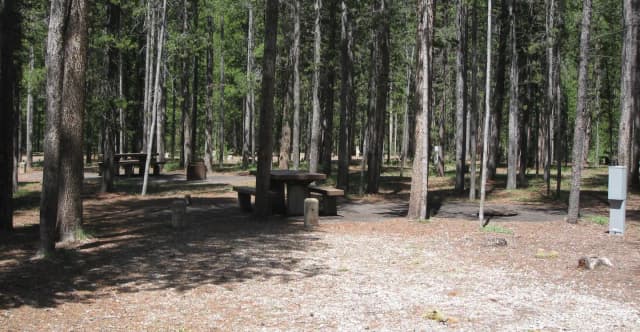 Site C13, surrounded by pine trees, picnic table & fire ring
