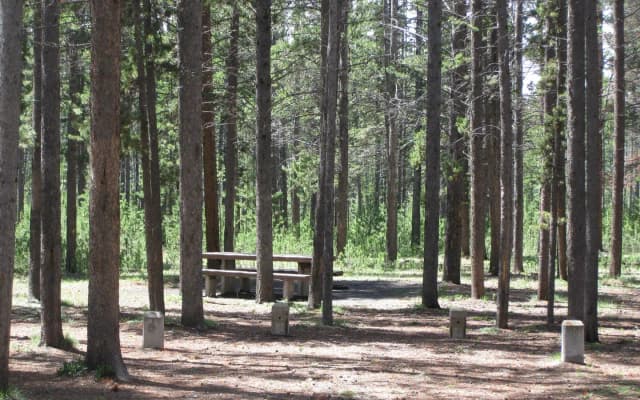 Site C14, surrounded by pine trees, picnic table & fire ring