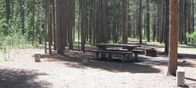 Site C15, surrounded by pine trees, picnic table & fire ring