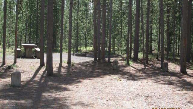 Site C16, surrounded by pine trees, picnic table & fire ring