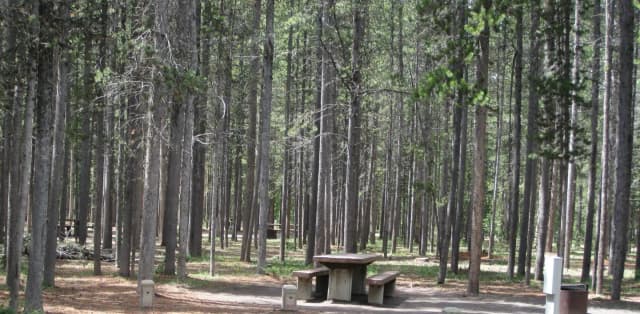 Site C17, surrounded by pine trees, picnic table & fire ring