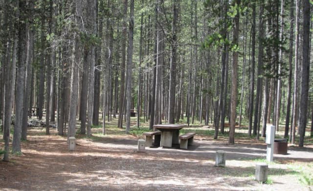 Site C18, surrounded by pine trees, picnic table & fire ring
